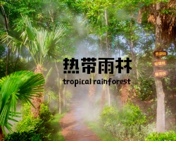 热带雨林